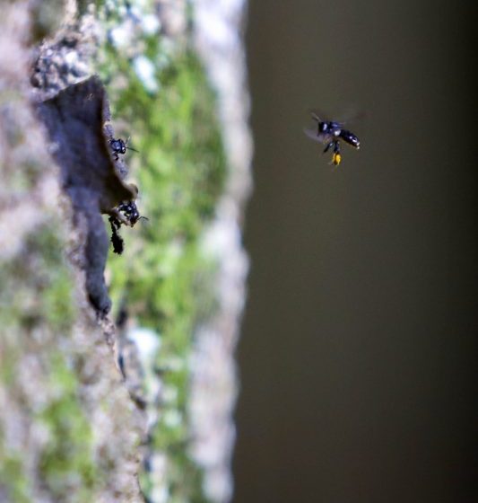  Governo lança projeto para introduzir colmeias de abelhas nativas sem ferrão em parques