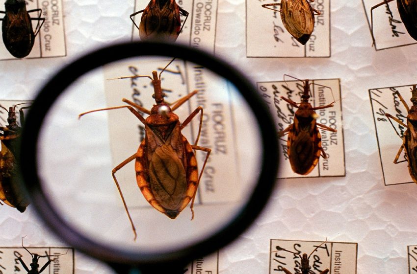  Cerca de 1,2 milhão brasileiros têm a doença de Chagas, mas 7 em cada 10 não sabem