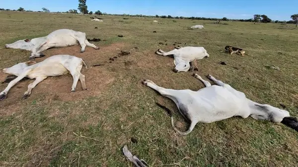  Frio mata mais de mil cabeças de gado no Mato Grosso do Sul